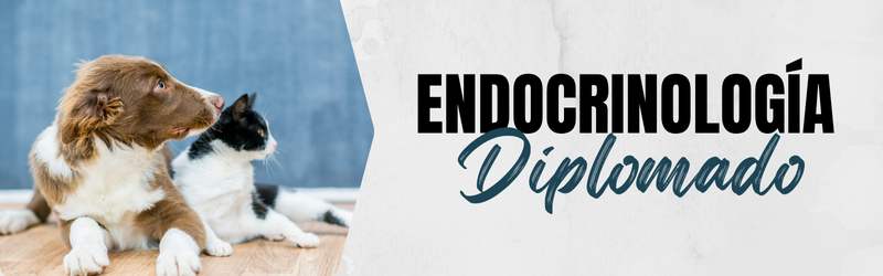 Diplomado Endocrinología V2