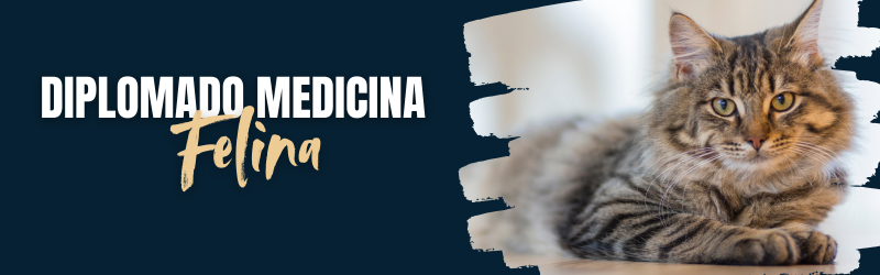 Diplomado Medicina Felina