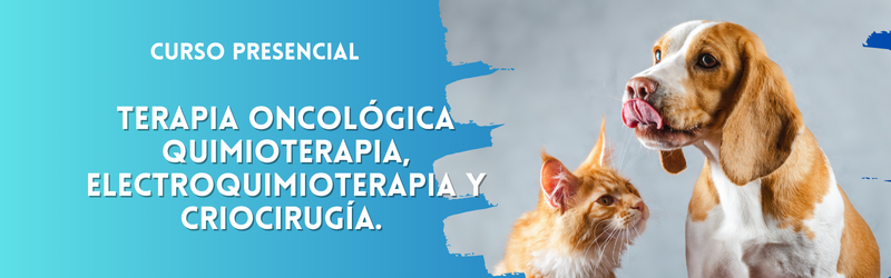 Terapia oncológica Quimioterapia, electroquimioterapia y criocirugía