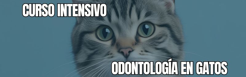 Odontología en gatos