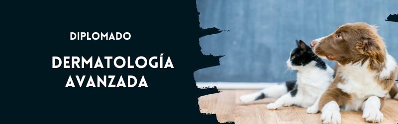 Diplomado Dermatología Avanzada