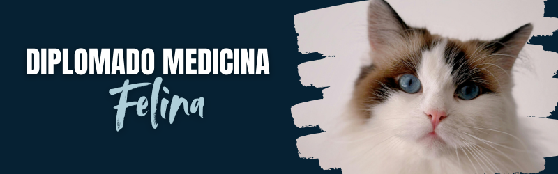 Diplomado Medicina Felina 