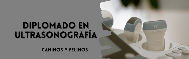 Diplomado Ultrasonografía