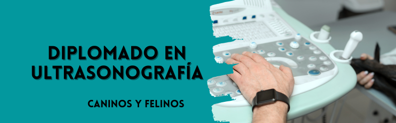 Diplomado Ultrasonografía