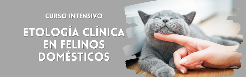 Curso Intensivo: Etología Clinica en Felinos