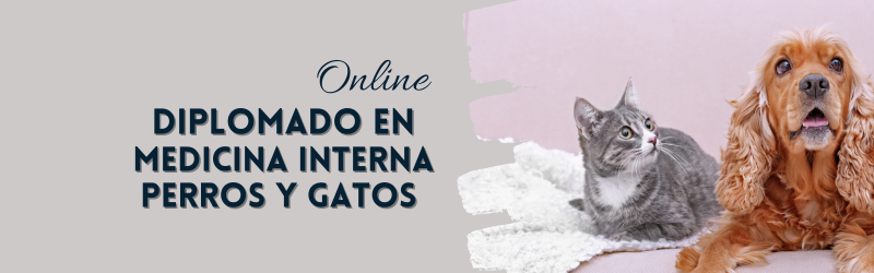 Diplomado Medicina Interna 